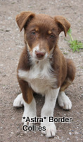Red tricolour, Female smooth to meduim coated border collie puppy